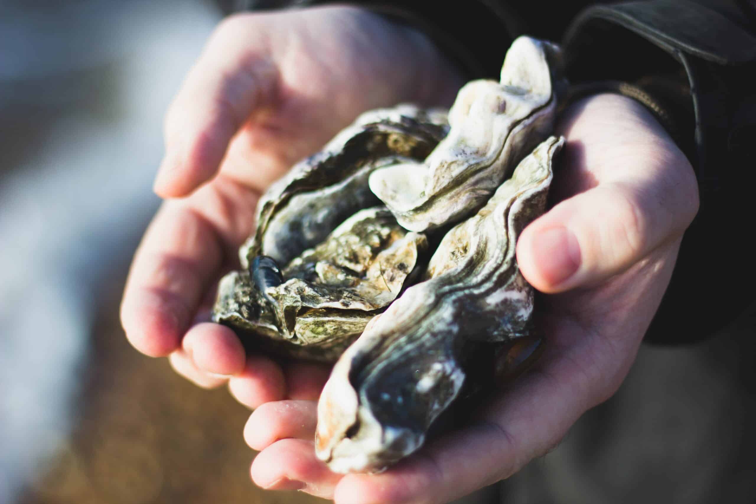 Oysters in Downtown Toronto: John & Sons